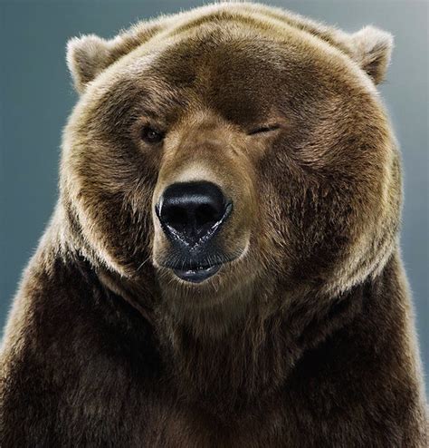 Bear mascot head